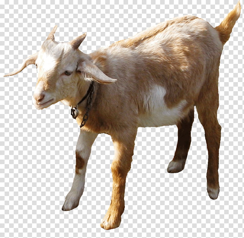 Goat, Boer Goat, Sheep, Anglonubian Goat, Goat Farming, Agriculture ...