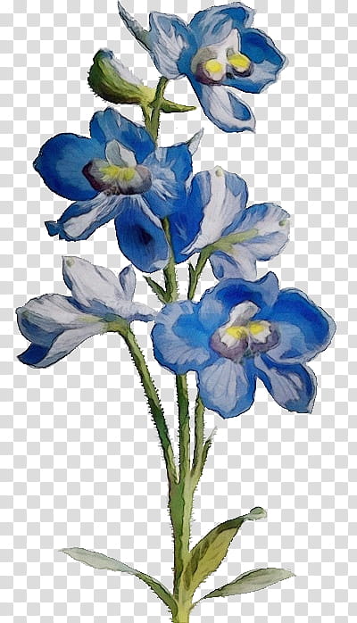 flower plant blue petal iris, Watercolor, Paint, Wet Ink, Texas Bluebonnet, Delphinium, Cut Flowers transparent background PNG clipart