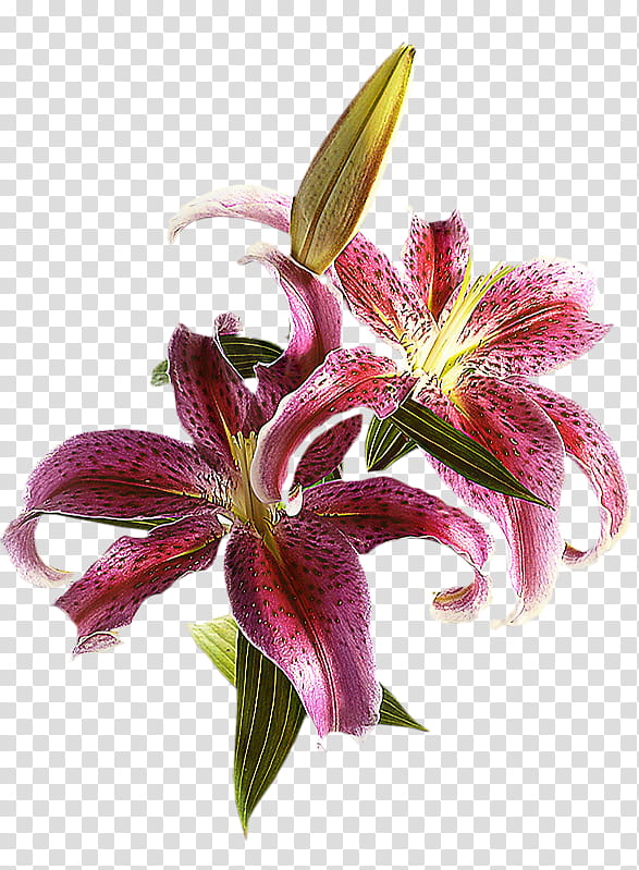 Lily Flower, Cut Flowers, Purple, Petal, Daylily, Lily M, Plant, Stargazer Lily transparent background PNG clipart