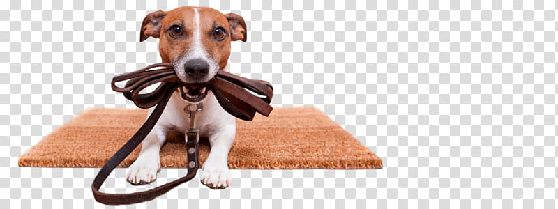 Dog Sitting, Dog Walking, Pet, Dog Training, Obedience Training, Leash, Dog Grooming, Dog Collar transparent background PNG clipart