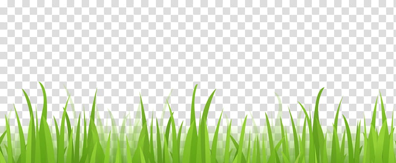 Green Grass, Wheatgrass, Lawn, Web Design, Banner, 2018, Plant, Grassland transparent background PNG clipart