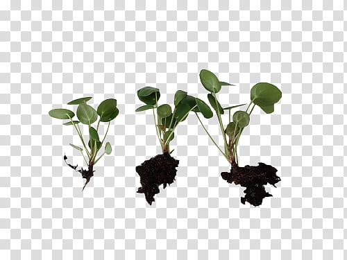 Full, three gree-leafed plants transparent background PNG clipart