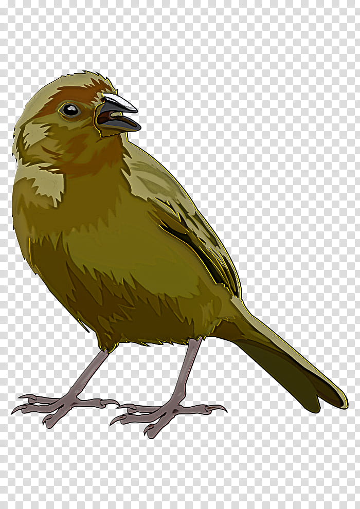 Feather, Bird, Beak, Finch, Songbird, Atlantic Canary, Perching Bird, Nightingale transparent background PNG clipart