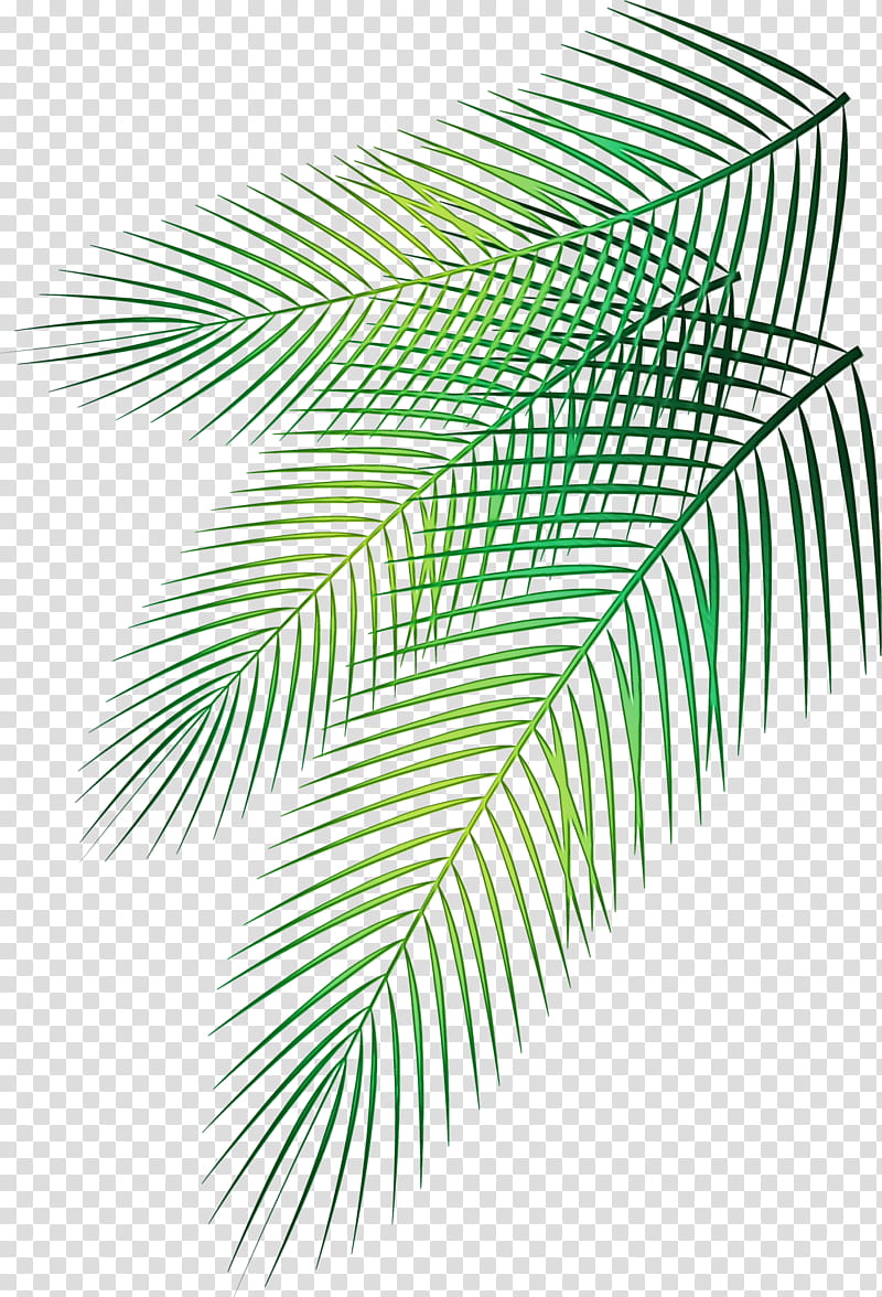 Palm Tree Drawing, Palm Trees, Palm Branch, Leaf, Palmleaf Manuscript, Arecales, Green, Line transparent background PNG clipart
