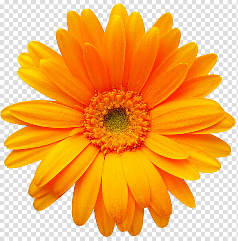 Yellow Gerbera Daisy transparent background PNG clipart