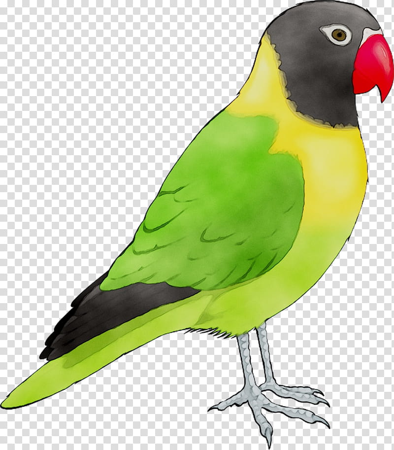 Bird Parrot, Budgerigar, Lovebird, Macaw, Pet, Cockatiel, Companion Parrot, Parakeet transparent background PNG clipart