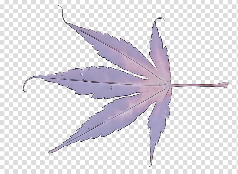 Maple leaf, Purple, Plant, Tree, Hemp Family, Flowering Plant, Plane transparent background PNG clipart