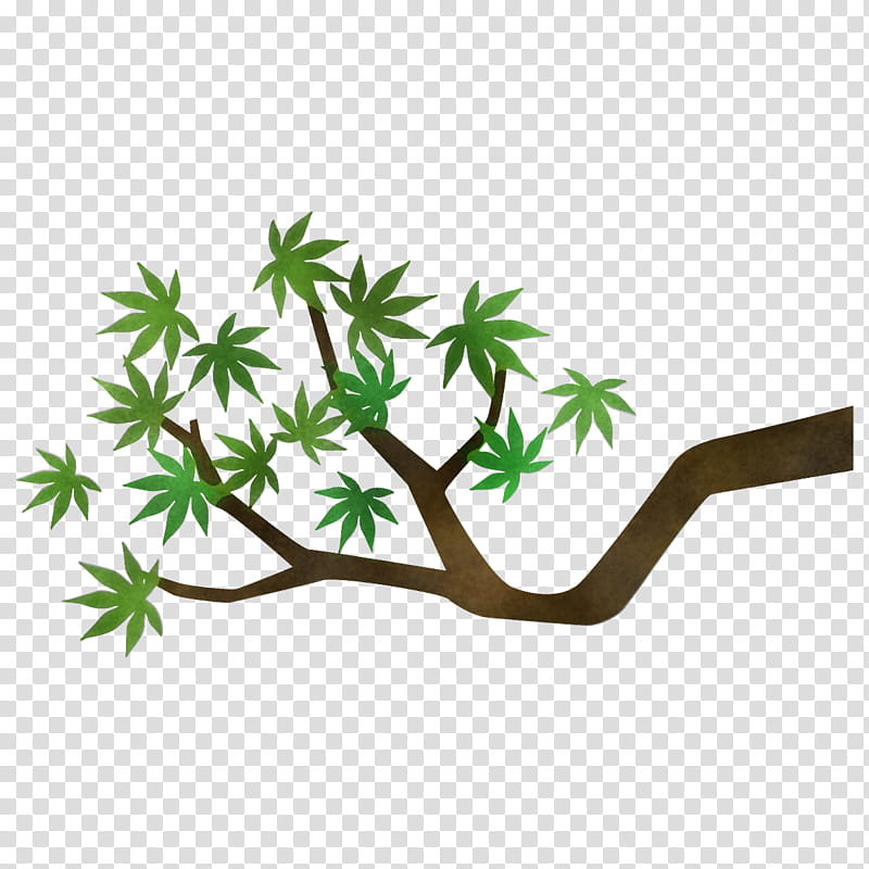 maple branch maple leaves maple tree, Green, Leaf, Plant, Grass, Flower, Plant Stem, Hemp Family transparent background PNG clipart