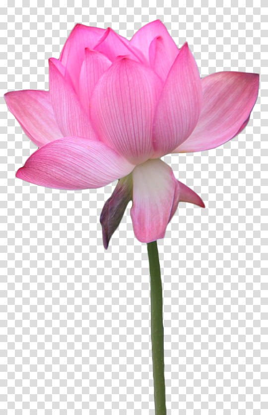 pink waterlily flower transparent background PNG clipart
