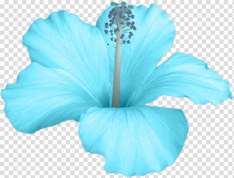 Sail Away Scrap Kit Freebie, teal hibiscus flower transparent background PNG clipart