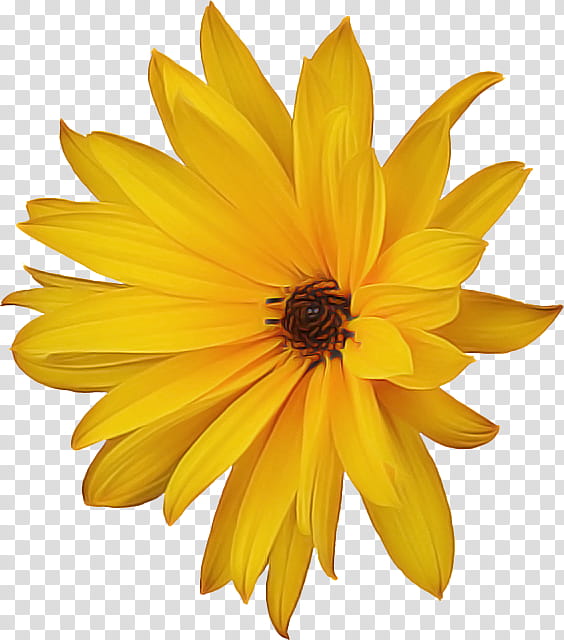Flowers, Common Sunflower, Petal, Chrysanthemum, Pot Marigold, Cut Flowers, Barberton Daisy, Yellow transparent background PNG clipart