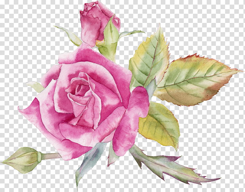Watercolor Floral, Garden Roses, Pink, Still Life Pink Roses, Cabbage Rose, Flower, Floral Design, Plants transparent background PNG clipart