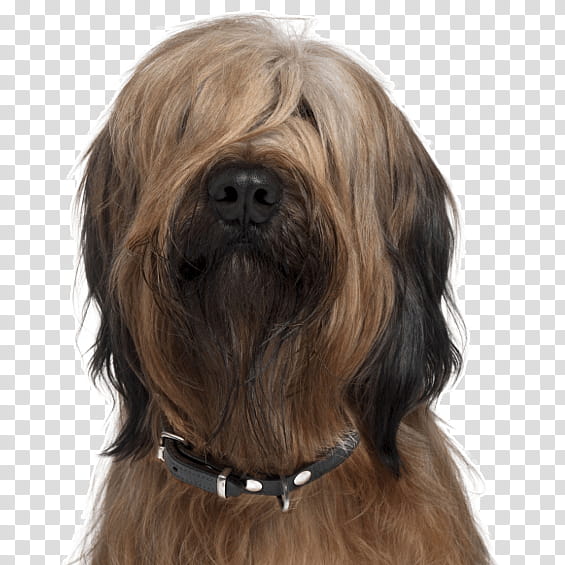 dog dog breed lhasa apso catalan sheepdog briard, Tibetan Terrier transparent background PNG clipart