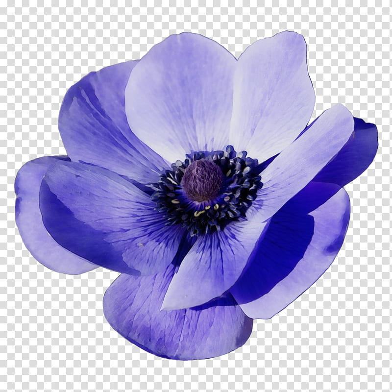 flowering plant petal flower violet purple, Watercolor, Paint, Wet Ink, Round Leaved Liverleaf, Anemone, Wildflower, Violet Family transparent background PNG clipart