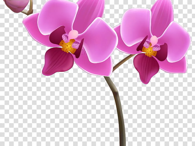 Pink Flower, Orchids, Web Design, Lilac, Cartoon, Moth Orchid, Petal, Violet transparent background PNG clipart