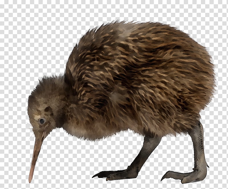 Kiwi, Watercolor, Paint, Wet Ink, Flightless Bird, Greater Rhea, Emu, Beak transparent background PNG clipart