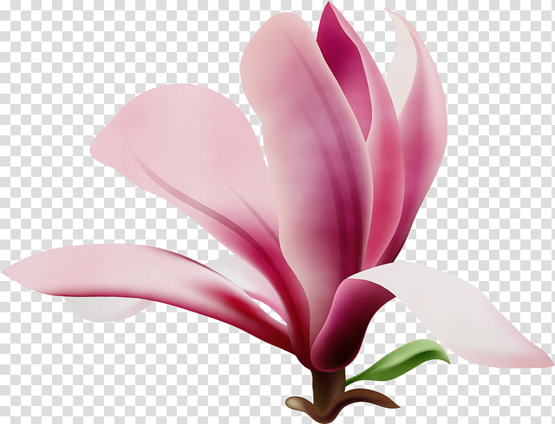 flower flowering plant petal plant pink, Watercolor, Paint, Wet Ink, Magnolia, Siam Tulip, Magnolia Family, Pedicel transparent background PNG clipart