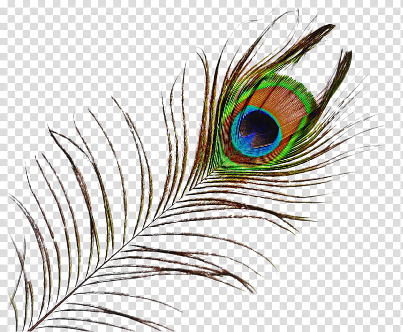 Eye, Peafowl, Feather, Bird, Single Peacock Feathers, Desi Natural Peacock Eye Feathers Tails, Natural Material, Plant transparent background PNG clipart