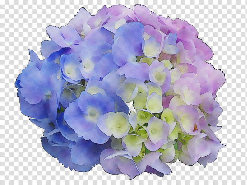 Flowers, Hydrangea, Petal, Cut Flowers, Violaceae, Hydrangeaceae, Blue, Violet transparent background PNG clipart