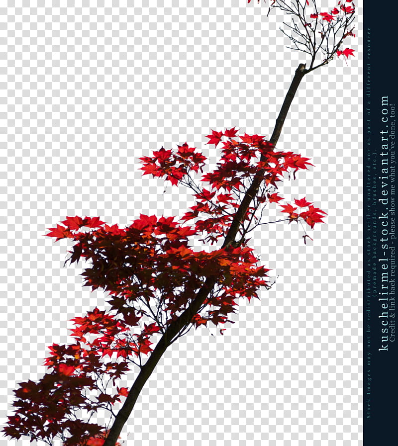 Red Acorn Branches Cut Out, red tree transparent background PNG clipart
