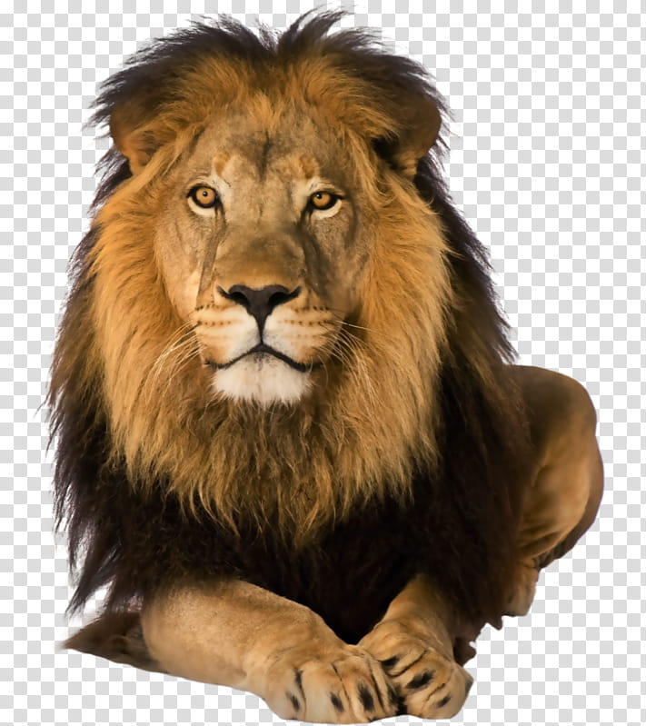 Cats, Business, Education
, Person, Malama Umoyo Cottages, Individual, Lion, Masai Lion transparent background PNG clipart