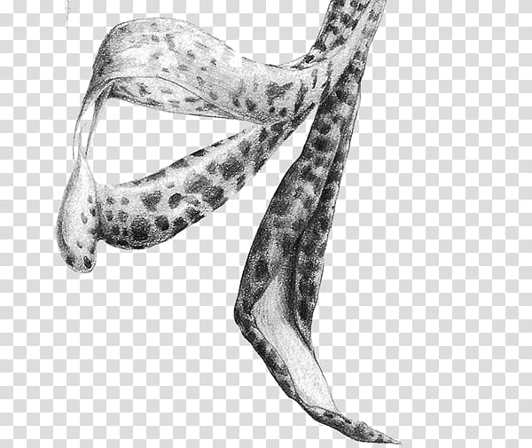 Shoe Black And White, Biological Illustration, Black And White
, Arm, Neck, Reptile, Human Leg, Tail transparent background PNG clipart
