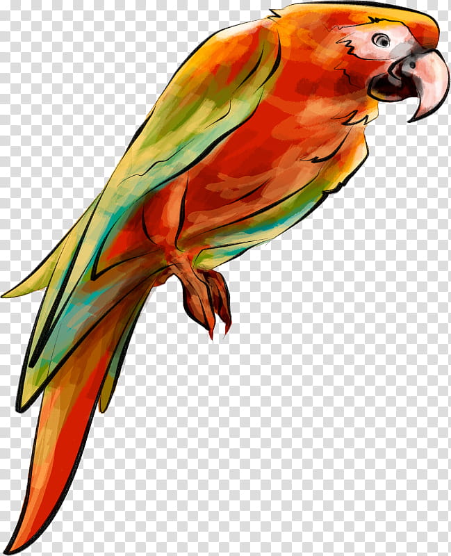 Watercolor, Parrot, Bird, Drawing, Lovebird, Watercolor Painting, Parrots, Parakeet transparent background PNG clipart