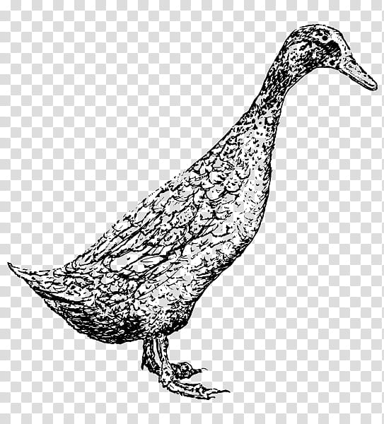 Bird Line Drawing, Duck, Goose, Indian Runner Duck, Wyandotte Chicken, Breed, Animal, Line Art transparent background PNG clipart