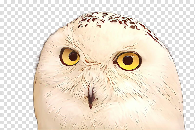 owl snowy owl bird bird of prey beak, Closeup, Wildlife transparent background PNG clipart