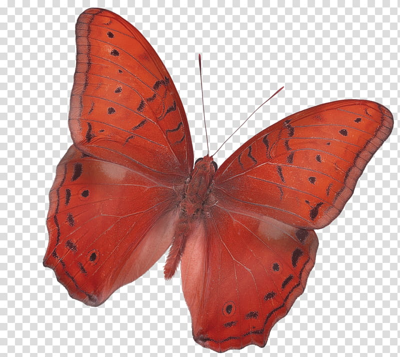 Butterflies, red and brown butterfly transparent background PNG clipart