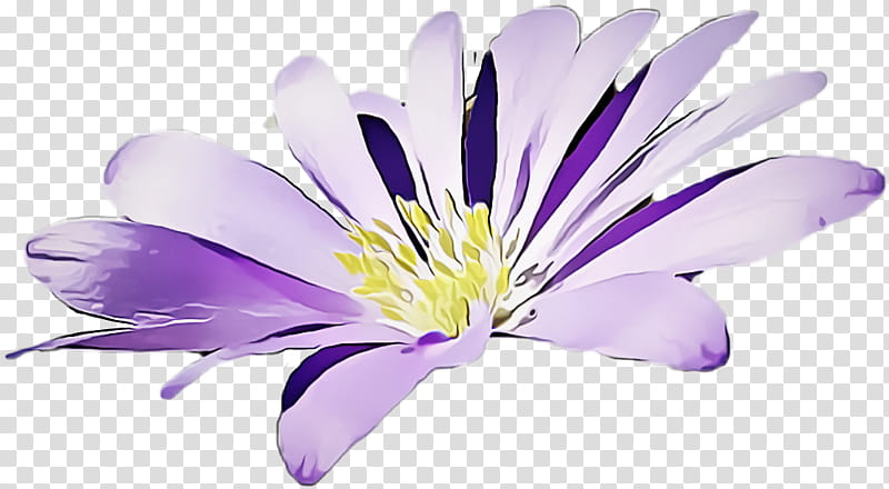 flower flowering plant petal purple plant, Violet, Wildflower, Herbaceous Plant, Clematis transparent background PNG clipart
