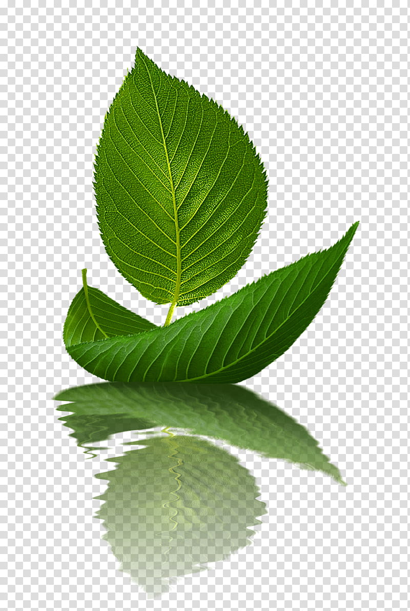 Tree Leaf, Pathophysiology, Health, Motion Sickness, Ring Finger, Plant transparent background PNG clipart