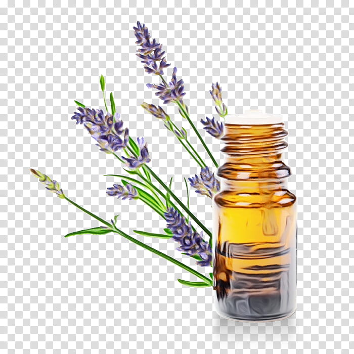 Lavender Flower, Herbalism, Medicine, Liquidm Inc, English Lavender, Plant, Hyssopus, Rosemary transparent background PNG clipart
