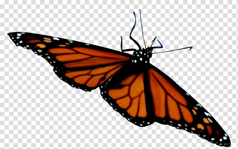 Monarch Butterfly, Pieridae, Brushfooted Butterflies, Moth, Graphicsmagick, Manipulation, Animal, Avatar transparent background PNG clipart