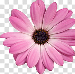 Aniversario Mis Pedidos shop, pink Osteospermum flower in bloom transparent background PNG clipart