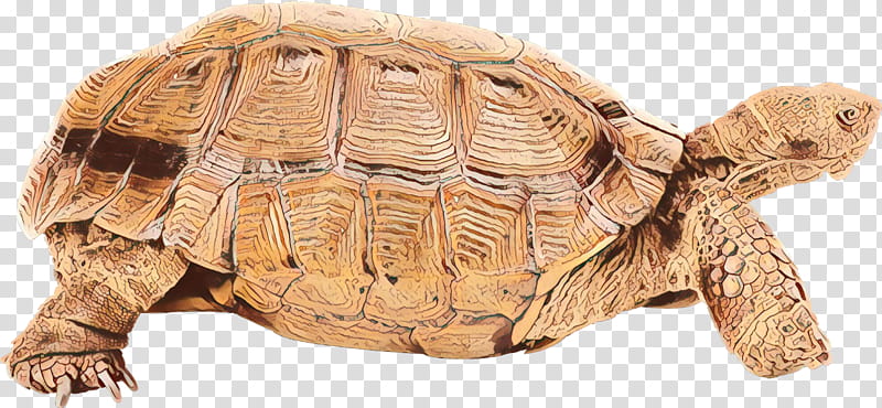 tortoise turtle reptile pond turtle desert tortoise, Cartoon, Common Snapping Turtle, Chelydridae, Box Turtle transparent background PNG clipart