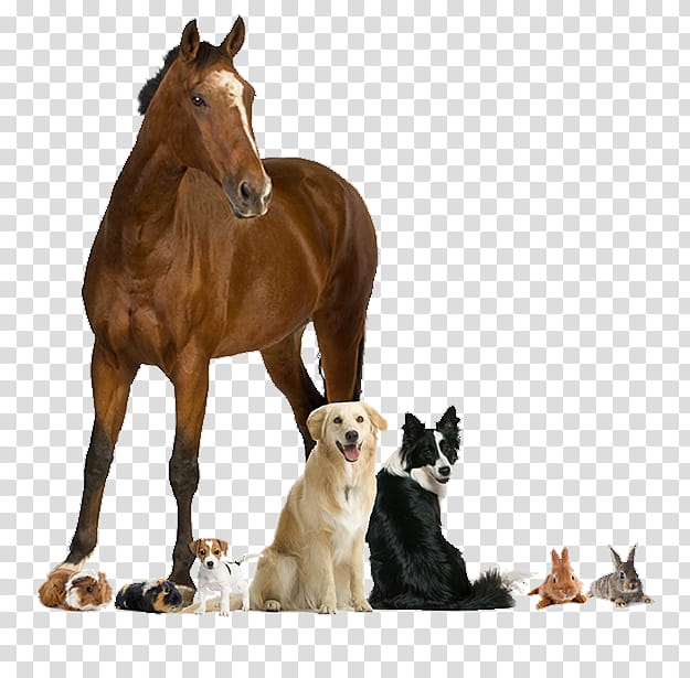 Animal, Horse, Live, Chicken, Farm, Domestic Animal, Pet, Cattle transparent background PNG clipart