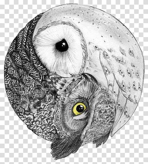 two white and grey owls transparent background PNG clipart