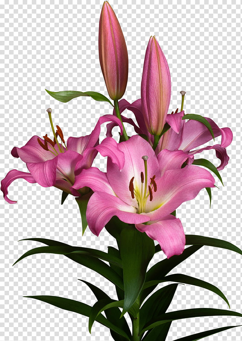 Lily Flower, Orange Lily, Cut Flowers, Arumlily, Floral Design, Lilies, Plants, Lily stargazer transparent background PNG clipart