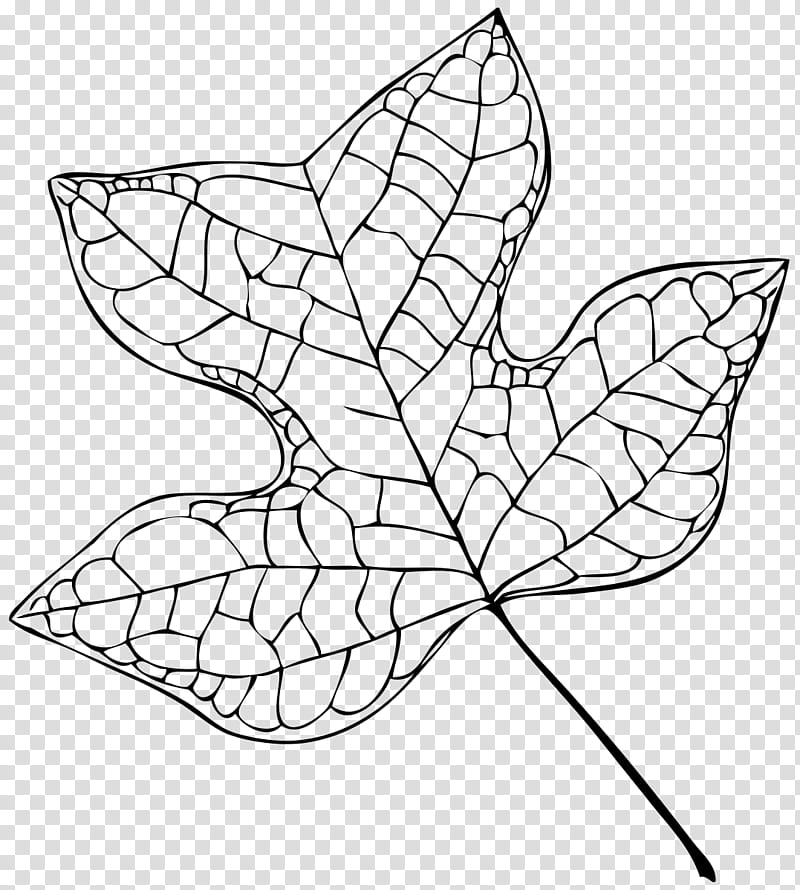 Oak Tree Drawing, Tulip Tree, Leaf, Plants, Cottonwood, Flower, Eastern White Pine, Tulipwood transparent background PNG clipart