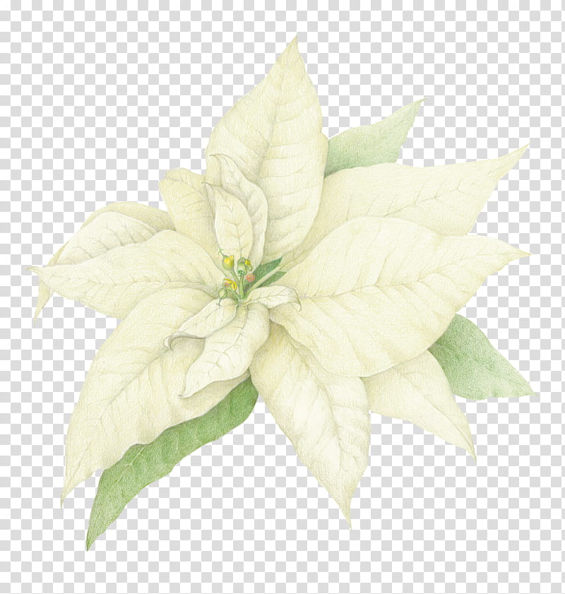 Poinsettia Christmas , white poinsettia transparent background PNG clipart