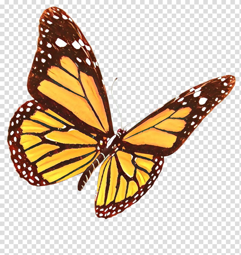 Monarch Butterfly Drawing, Glasswing Butterfly, Brushfooted Butterflies, Insect, Moths And Butterflies, Cynthia Subgenus, Viceroy Butterfly, Brushfooted Butterfly transparent background PNG clipart
