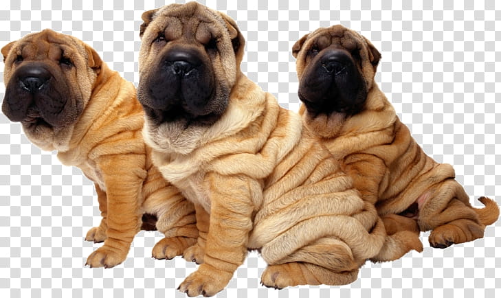 Korean, Shar Pei, Pug, Puppy, Boxer, Bonemouth, Pet, Companion Dog transparent background PNG clipart