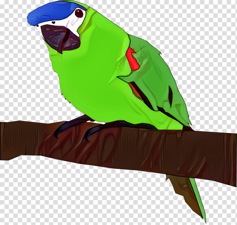 Bird Parrot, Budgerigar, Parakeet, Macaw, Feather, Animal, Superb Parrot, Domestic Canary transparent background PNG clipart