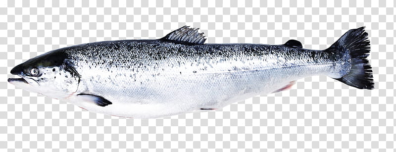 September, Sardine, European Eel, Oily Fish, Seafood, Coho Salmon, Atlantic Salmon, Anguilla transparent background PNG clipart