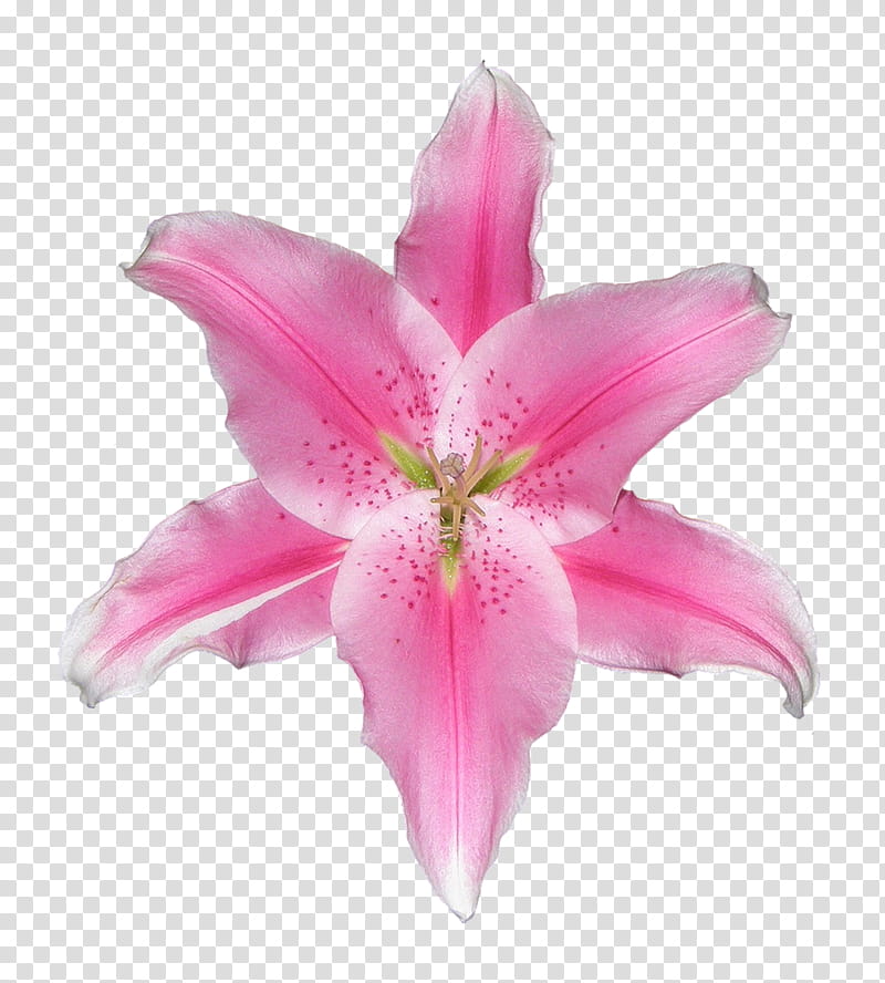 White Lily Flower, Pink, Video, Color, Red, Library, Petal, Plant transparent background PNG clipart