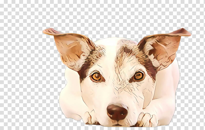 Dog And Cat, Cute Dog, Pet, Animal, Dog Breed, Jack Russell Terrier, Puppy, Rat Terrier transparent background PNG clipart