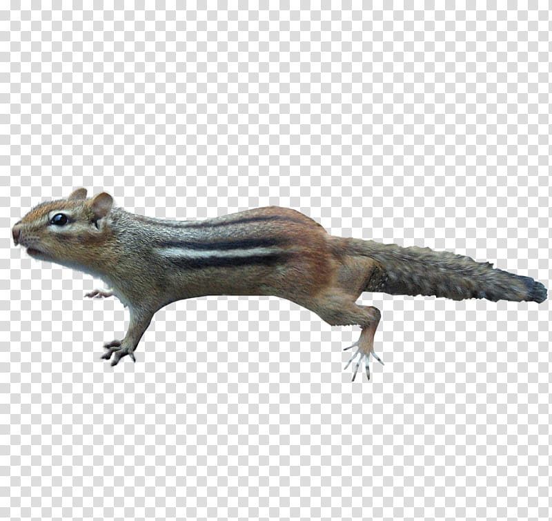 Squirrel, Chipmunk, Animal, Wildlife , Reptile, Tail, Lizard, Animal Figure transparent background PNG clipart