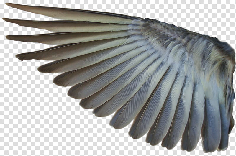 Pine Siskin Inner Wing , gray and brown wings transparent background PNG clipart