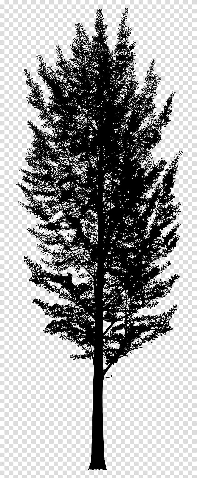 Christmas Black And White, As You Like It, Black White M, Christmas Tree, Larch, Theatre, Comedy, 2018 transparent background PNG clipart